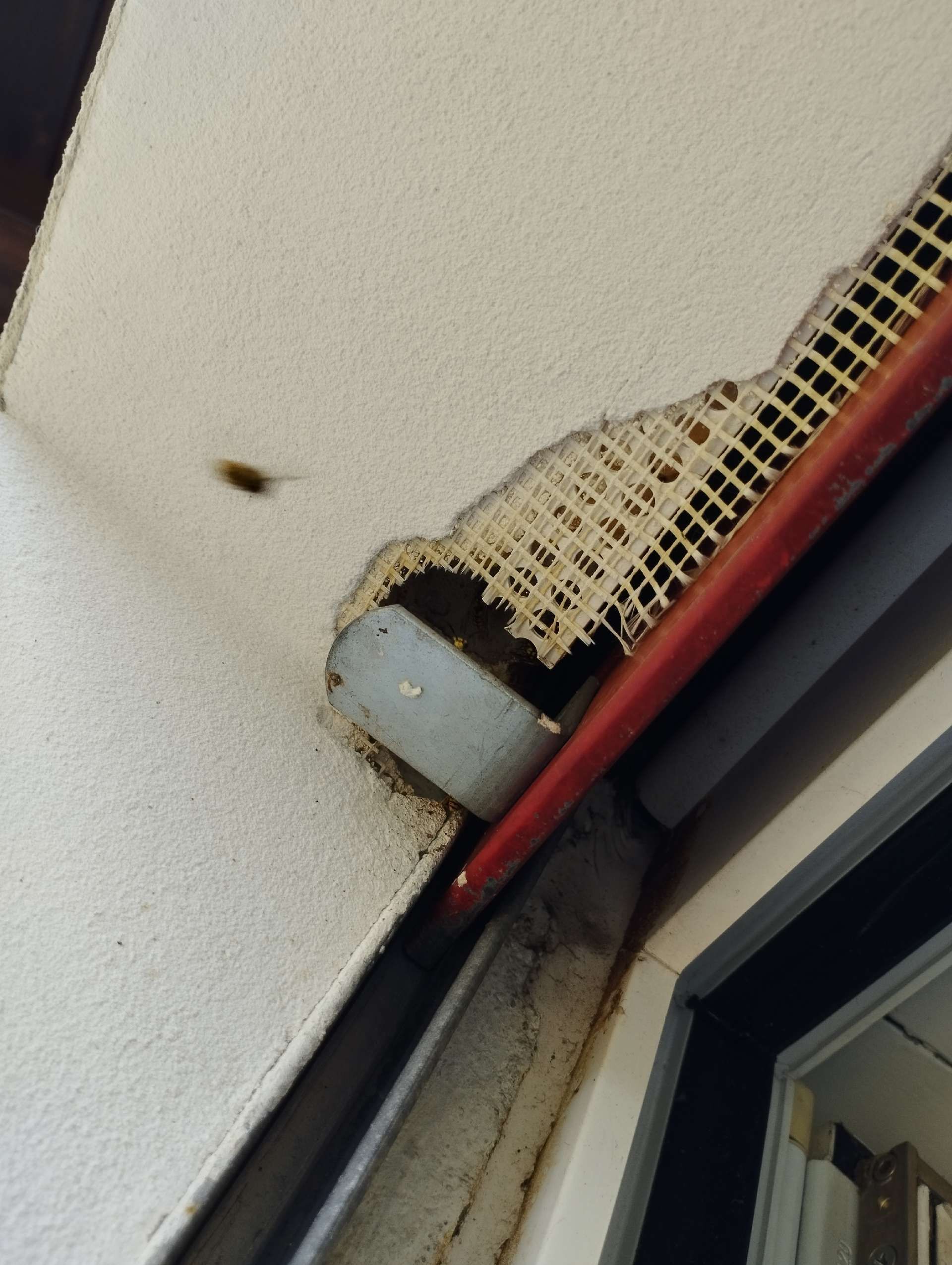 Remove Wasp Nest In Bretigny sur Morrens 058 510 22 54